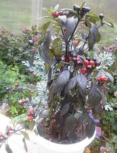 Черная жемчужина.jpg