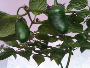 Рокото Oculto Clef  4 марта фото 2.jpg