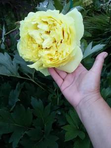 2018-07-12 20-57-55.JPG