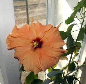 DSCF6524.JPG