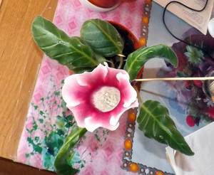 DSCF6550.JPG