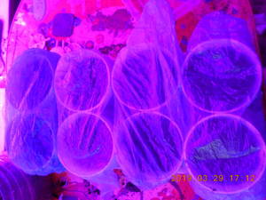 DSCN5609.thumb.JPG.c8a974cfef9c77552c67301e1caf9b76.JPG