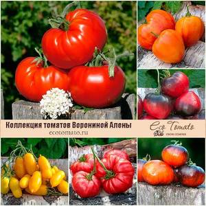 EcoTomato-02.jpg