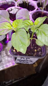 IMG-2741b9ca4bd62256aac4c626f6b506c5-V.jpg