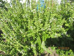 IMG_8558_1.JPG