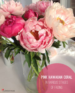 Pink-Hawaiian-Coral-Mid.jpg