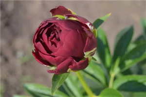 image.thumb.png.705c0ee128f886edb9e3c523e75435be.png