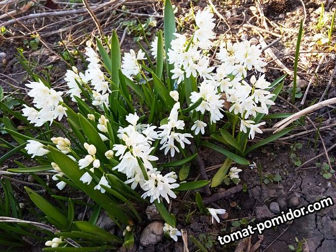 2019-03-25_17-15-29_793 Пушкиния