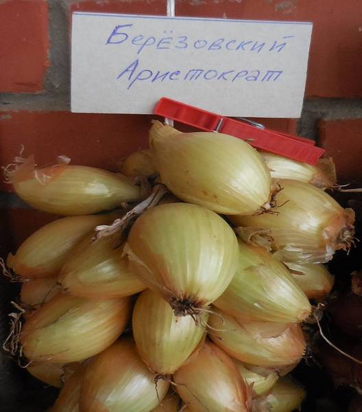 Лук-шалот Берёзовский Аристократ
