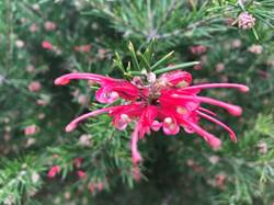 IMG_6509с.JPG