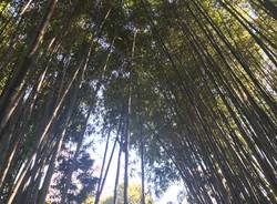 бамбуковый грот