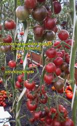 Полосатый высокий урожай (Csikos Botermo (3).jpg
