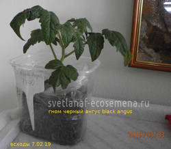 1740-black angus.JPG