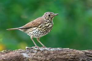 turdus-song-01.thumb.jpg.322594fc2b785a67e2fef2633666b7bc.jpg