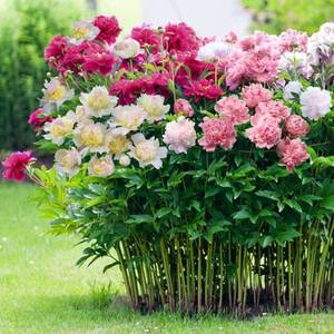 12bccf9b05fefc0cc83e88aabcd77eec--peonies-garden-pink-garden.thumb.jpg.f0873c8fedc361e547345c911c0acf41.jpg