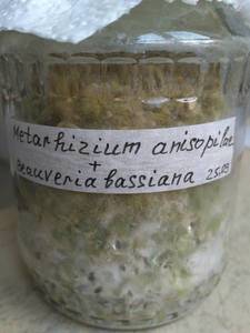 Metarhizium anisopilae + Beauveria bassiana на перловой крупе на 6-й день.jpg