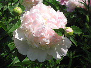 Raspberry Sundae 3-16.jpg