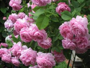 Rosa Louise Odier old garden roses_1.jpg