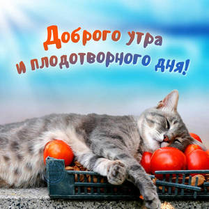 кот и томаты.jpg