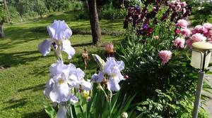 пионы с ирисами..jpg