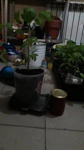 IMG-20190416-WA0029.thumb.jpeg.92f6d9ba42b9ab55a50e5bf73d2ec4f1.jpeg