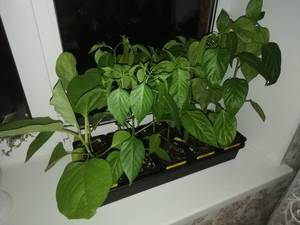 IMG_20190417_211851.jpg