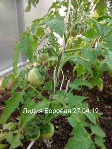 IMG_20190427_185127-780x1040.jpg