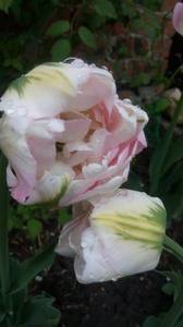 IMG_20190430_073227.thumb.jpg.a98eb272d0191a1646e56a6e70f6276c.jpg