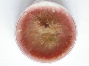 fusarium-culmorum-1fea519c-24da-4609-b3ea-9f3ac82d5ad-resize-750.jpeg