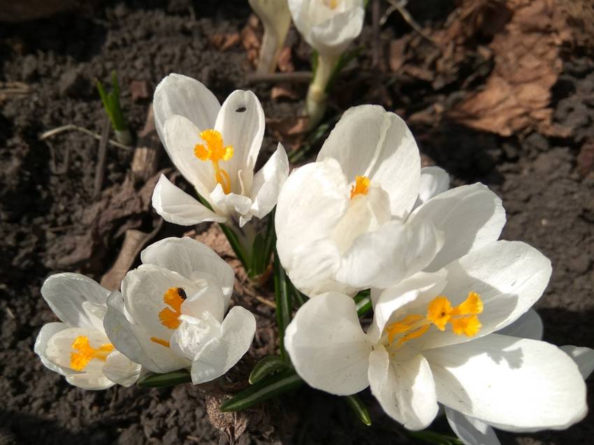 белые крокусы все цветут.jpg