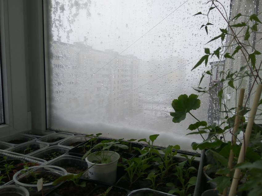 растения и зима.jpg