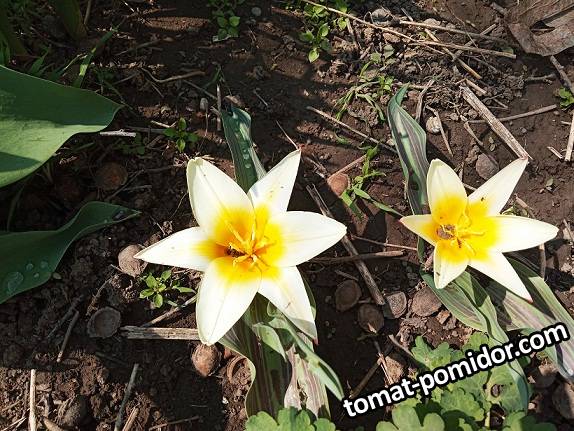 2019-04-03_15-14-13_085 Тюльпан Кауфмана