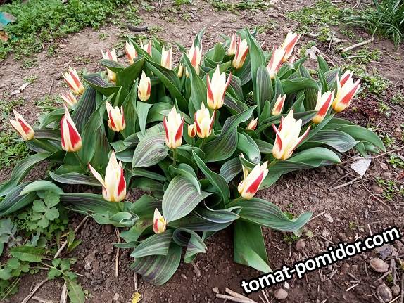 2019-04-04_13-31-57_177 Тюльпан Кауфмана