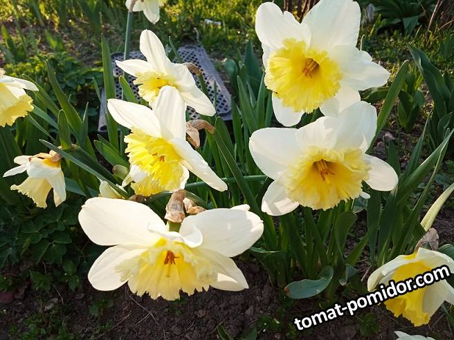 2019-04-06_18-05-05_197 Нарциссы