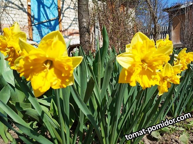 2019-04-07_14-58-39_567 Нарциссы