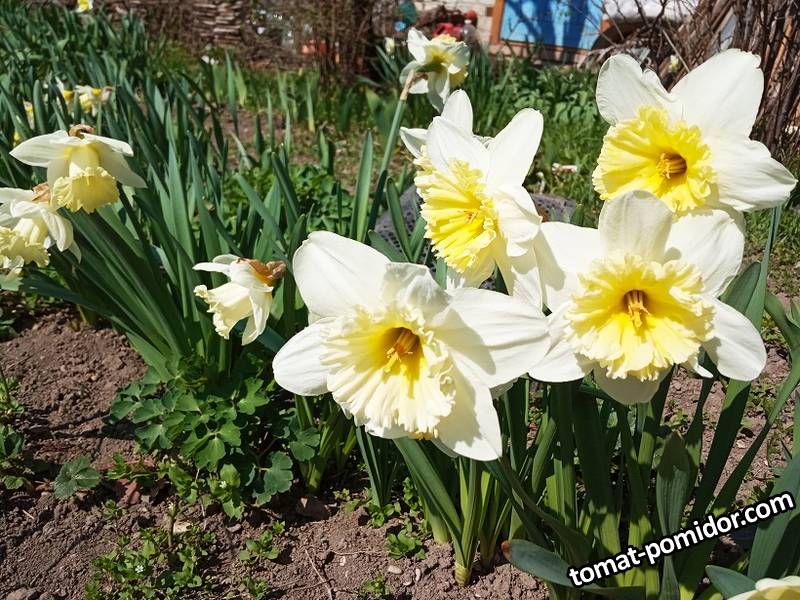 2019-04-07_14-59-15_860 Нарциссы