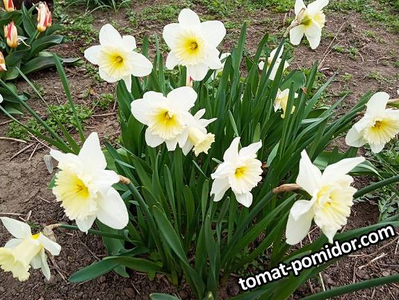 2019-04-08_18-10-41_694 Нарциссы