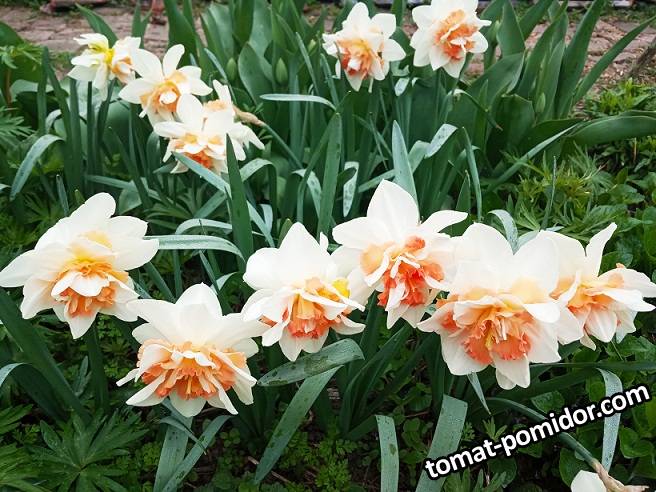 2019-04-10_16-11-11_687 Нарциссы