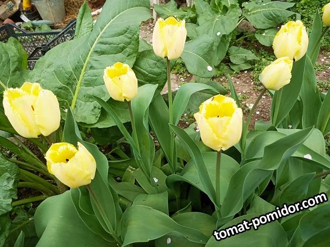 2019-04-16_19-43-40_330 Тюльпаны