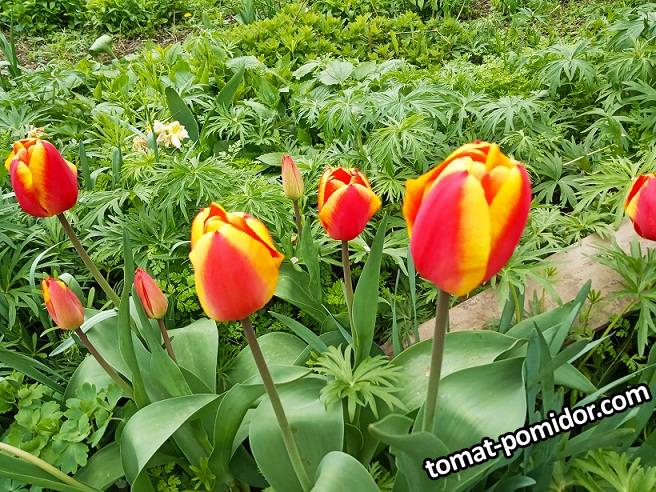 2019-04-21_14-21-37_310 Тюльпаны