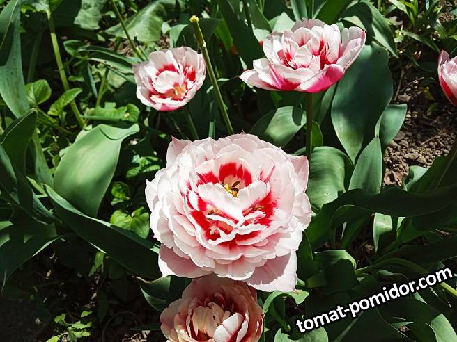 2019-04-23_15-09-15_624 Тюльпаны пионовидные
