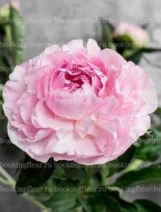 new-bookingfleur-Sweet-16-421x555.jpg
