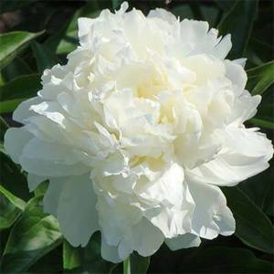 paeonia_kelways_glorius-2.jpg