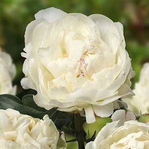 paeonia_kelways_glorius.jpg