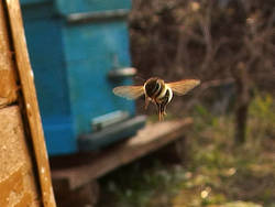 Пчела в полёте