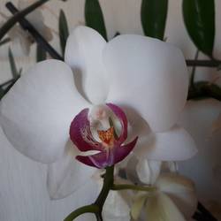 Орхидея 1