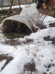 Розы 06.04.19.JPG