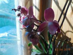Орхидея-старожилка - цветёт, не переставая...