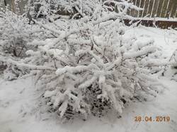 Кустик жимолости 28.04.19