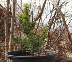 Picea glauca Conica, 2 года